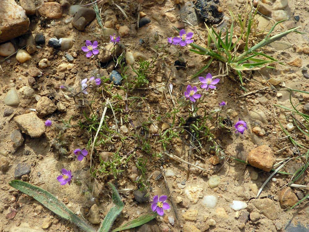 Spergularia rubra / Spergularia rossa