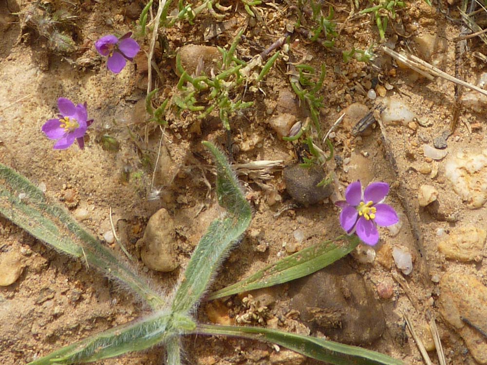 Spergularia rubra / Spergularia rossa