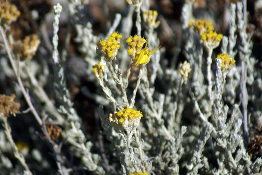 dune di settembre -  Helichrysum italicum ssp. microphyllum