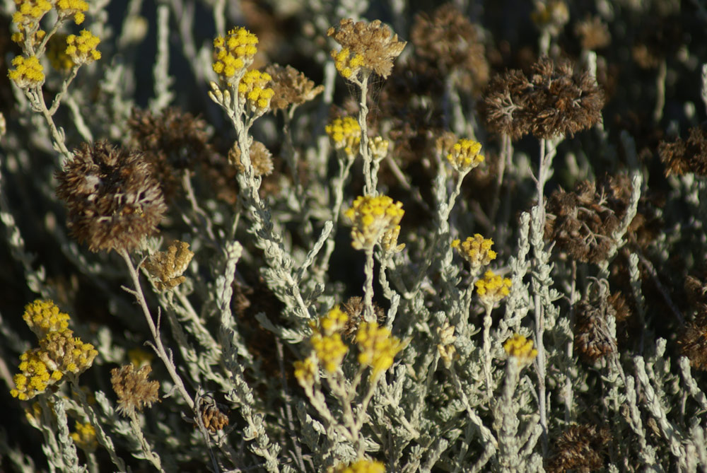 dune di settembre -  Helichrysum italicum ssp. microphyllum