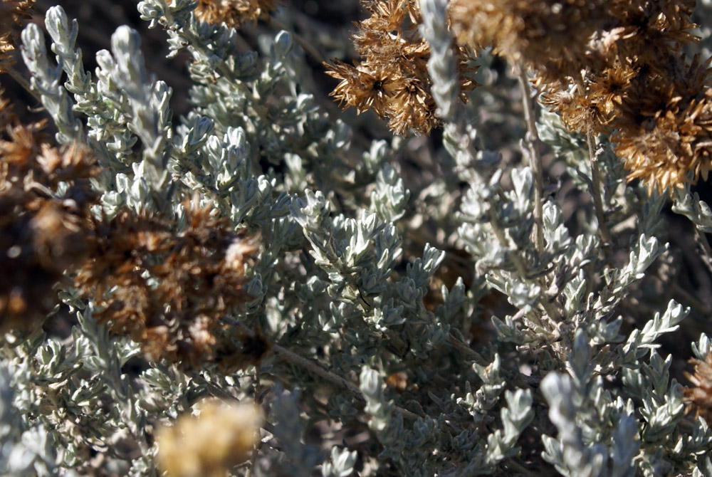 dune di settembre -  Helichrysum italicum ssp. microphyllum