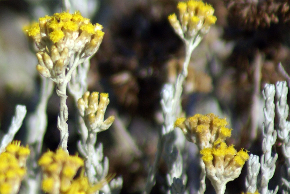 dune di settembre -  Helichrysum italicum ssp. microphyllum