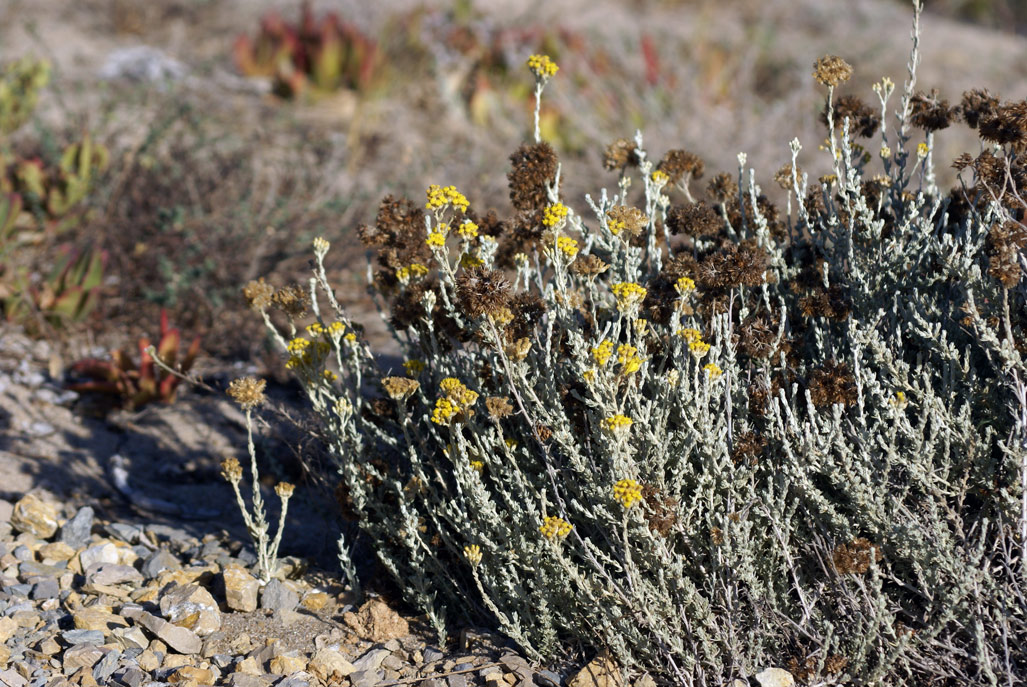 dune di settembre -  Helichrysum italicum ssp. microphyllum