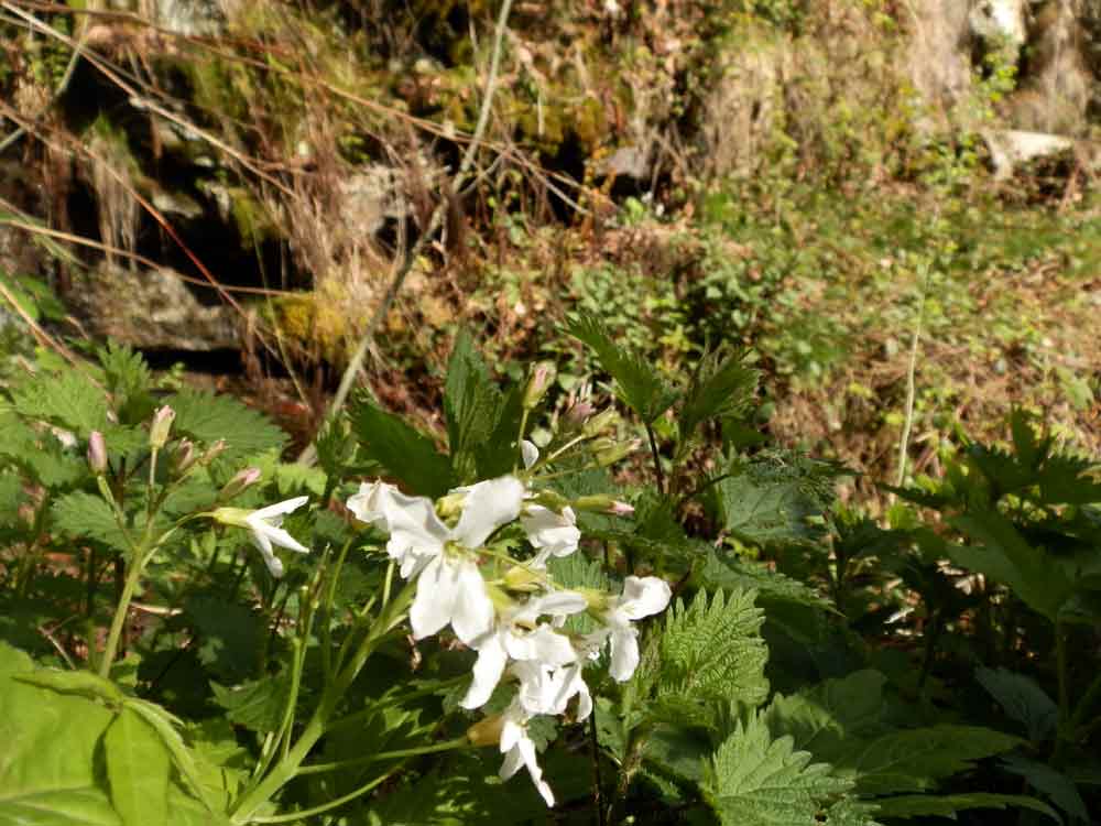 Cardamine heptaphylla