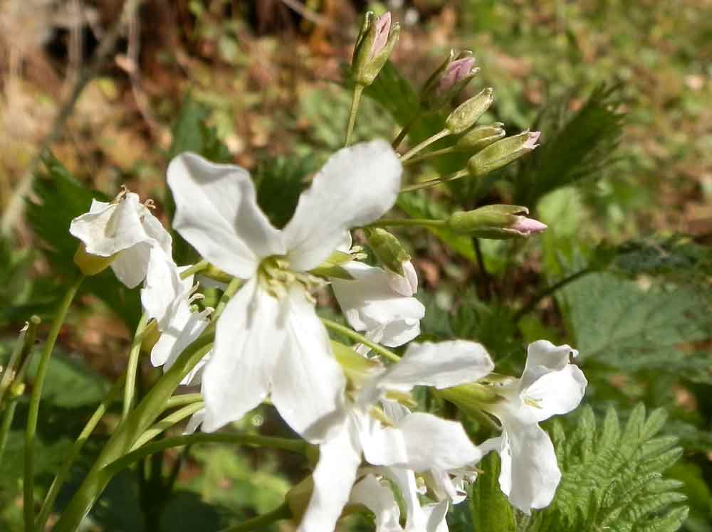 Cardamine heptaphylla