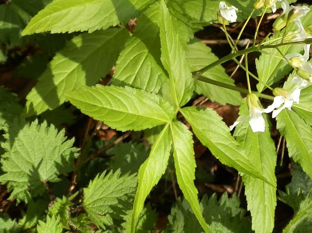 Cardamine heptaphylla