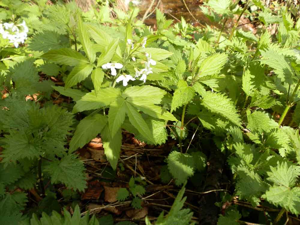 Cardamine heptaphylla