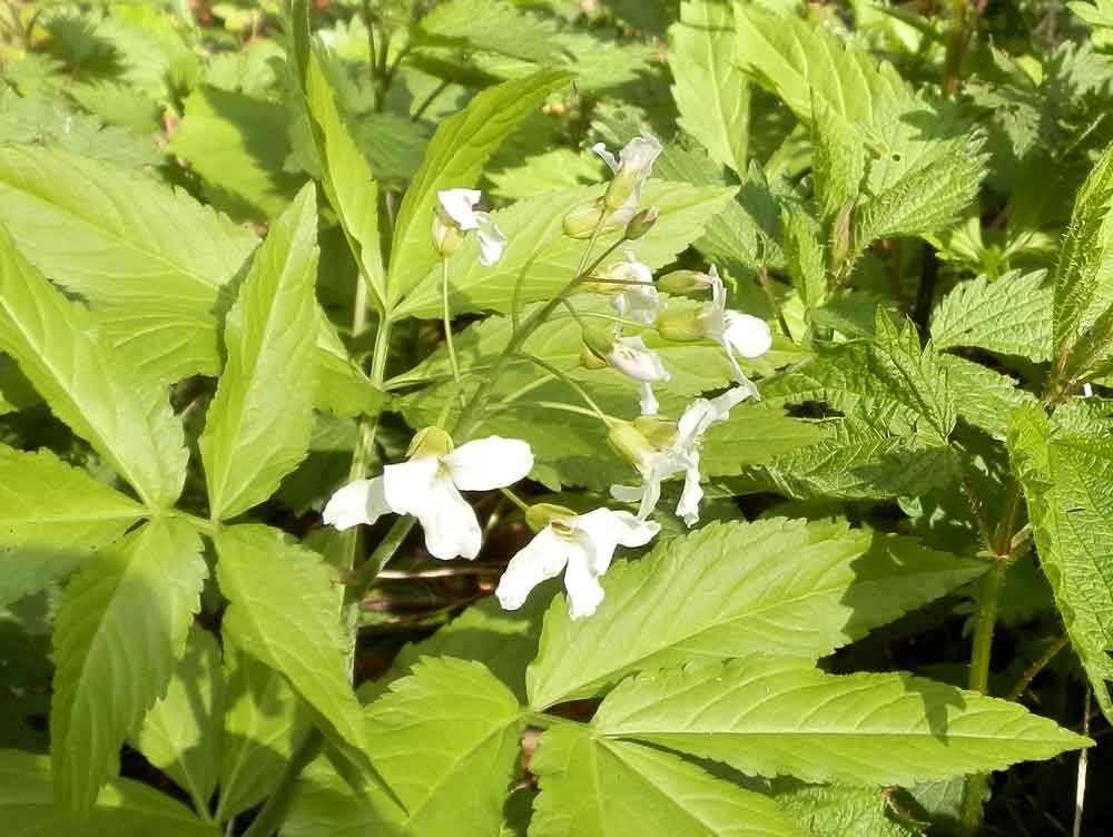 Cardamine heptaphylla