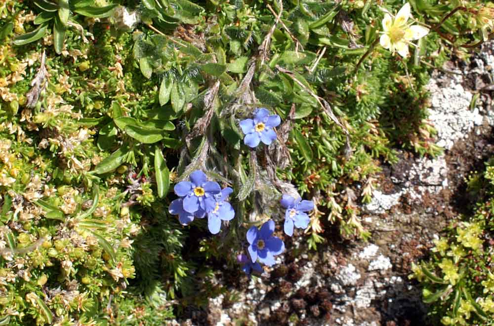 Myosotis alpestris ed Eritrichium nanum a confronto