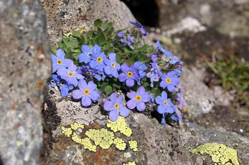 Myosotis alpestris ed Eritrichium nanum a confronto