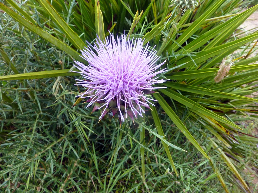 Quale cardo? - Cynara humilis