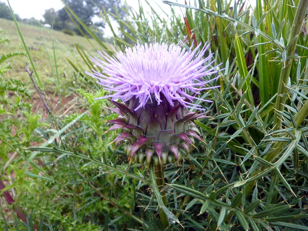 Quale cardo? - Cynara humilis