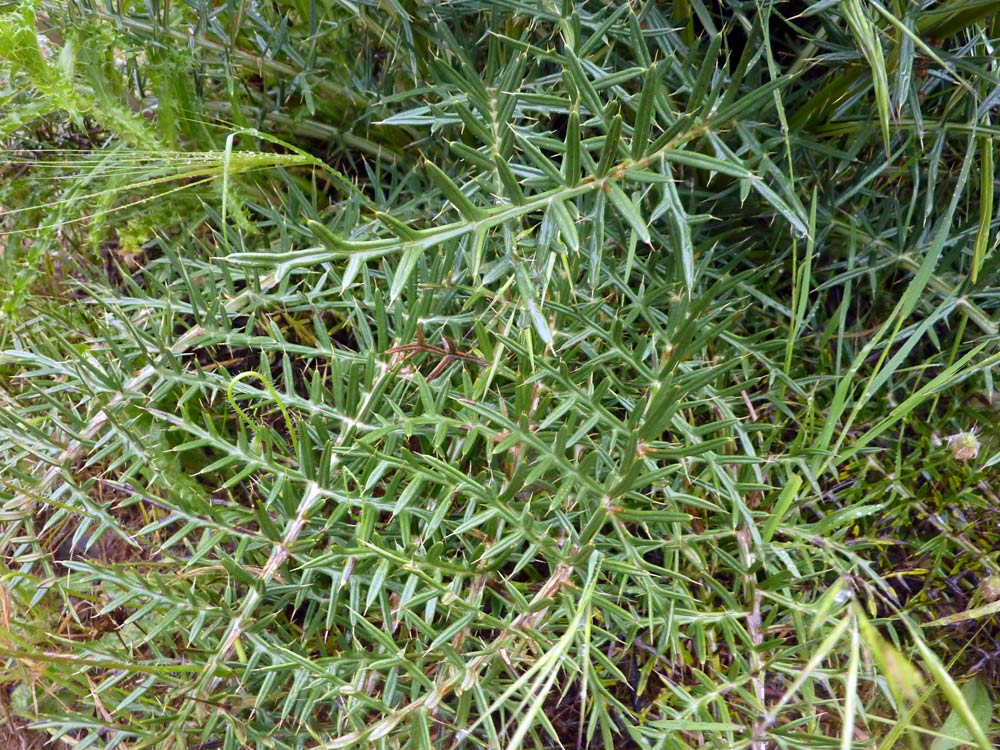 Quale cardo? - Cynara humilis