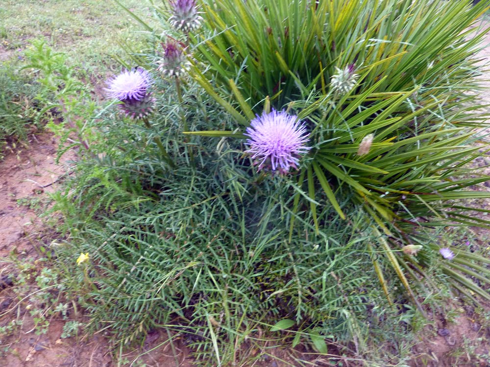 Quale cardo? - Cynara humilis