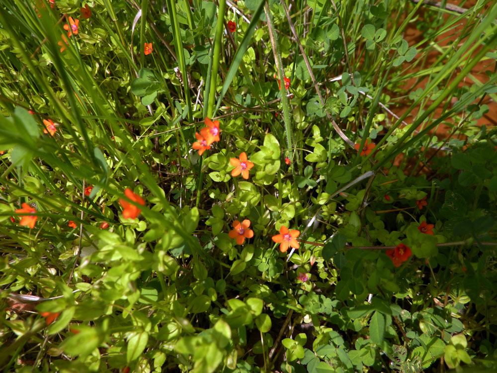 Anagallis arvensis