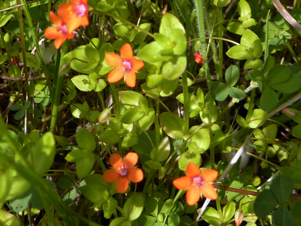 Anagallis arvensis