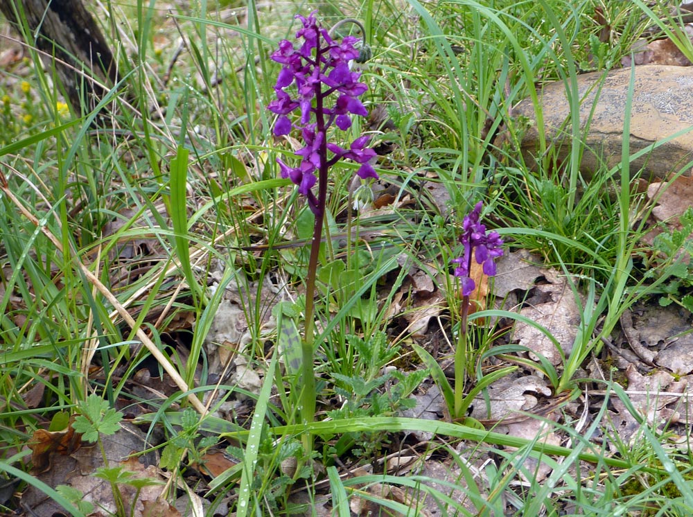 in Spagna: Orchis mascula subsp. laxifloriformis