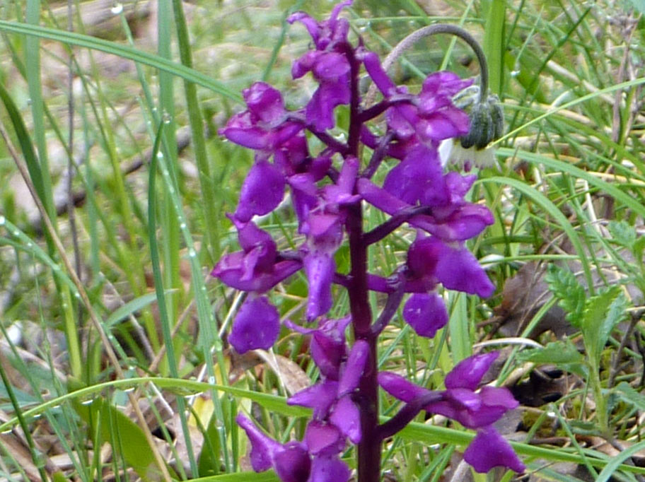 in Spagna: Orchis mascula subsp. laxifloriformis