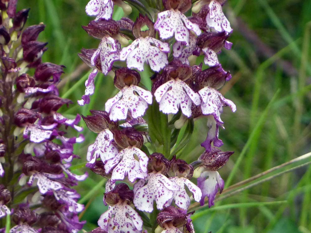 Orchis (Orchis purpurea)