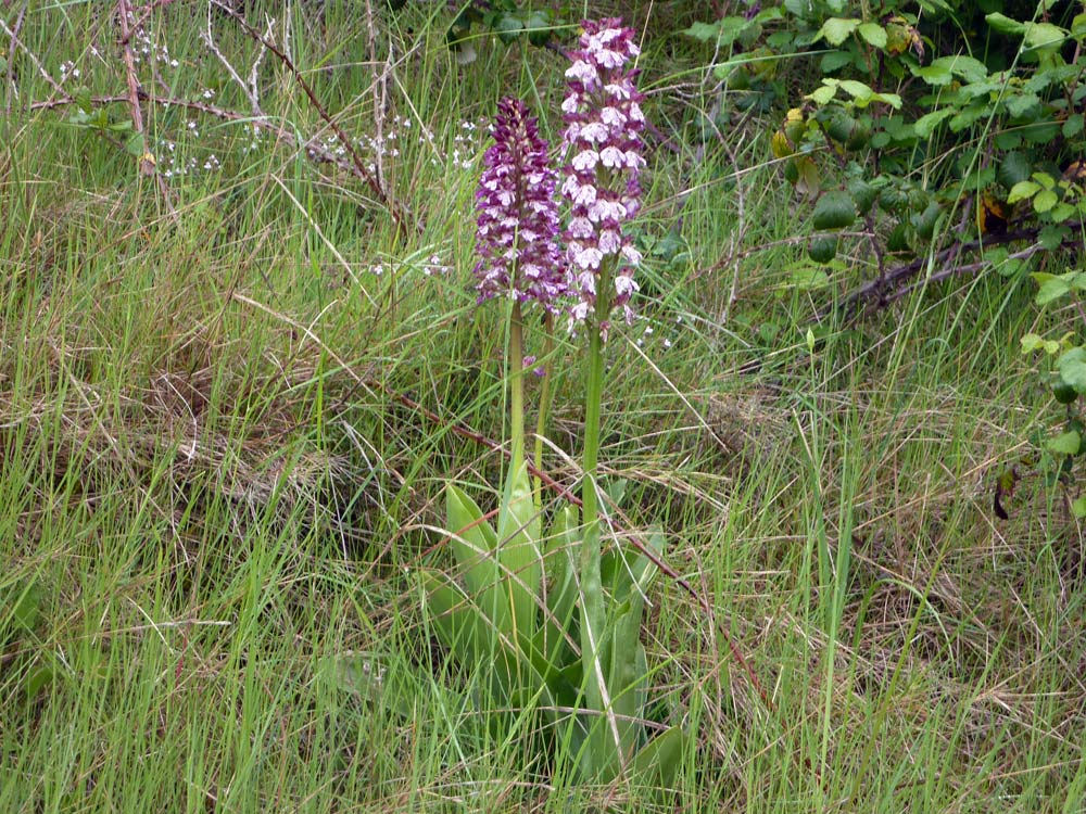 Orchis (Orchis purpurea)