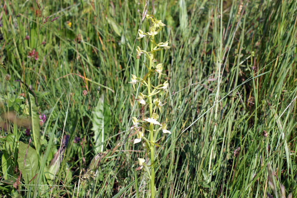 Platanthera chlorantha