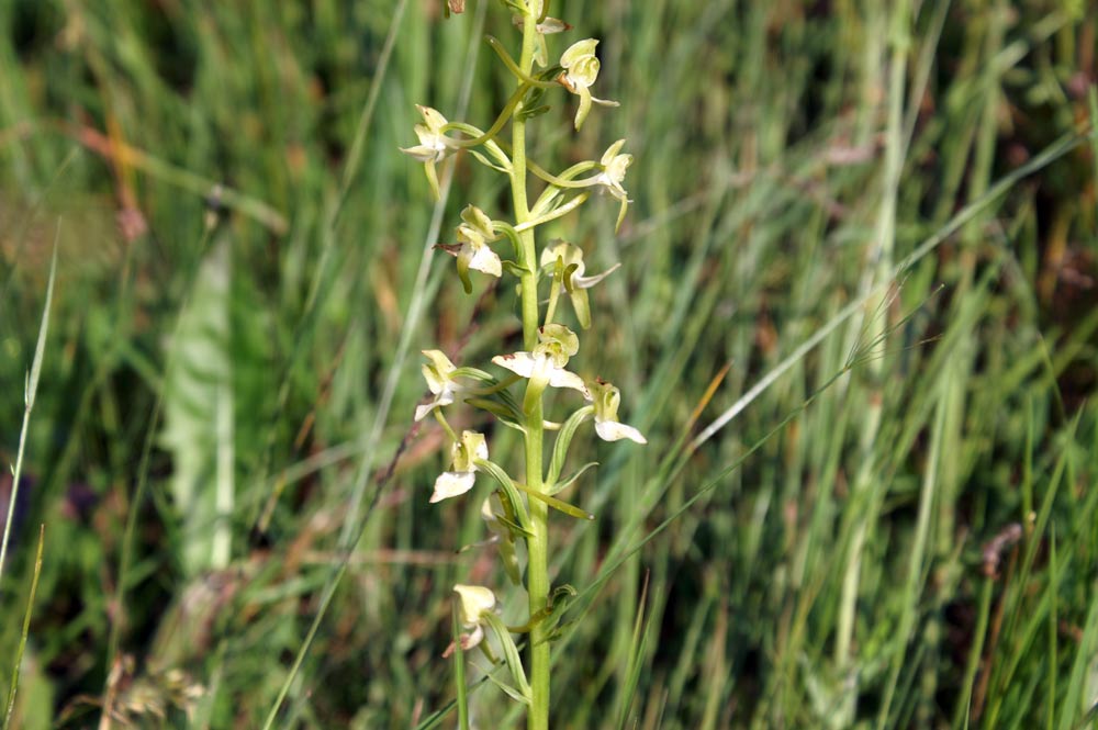 Platanthera chlorantha