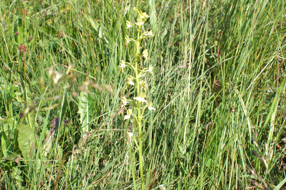 Platanthera chlorantha