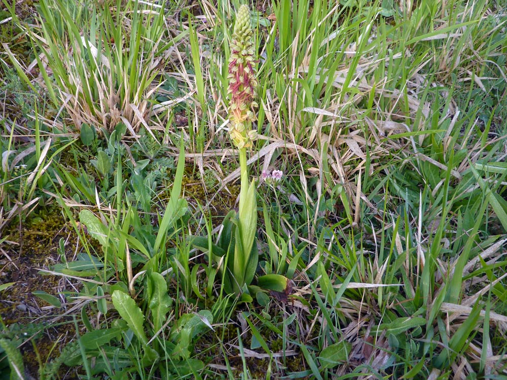  un''orchidea? (Orchis anthropophora)