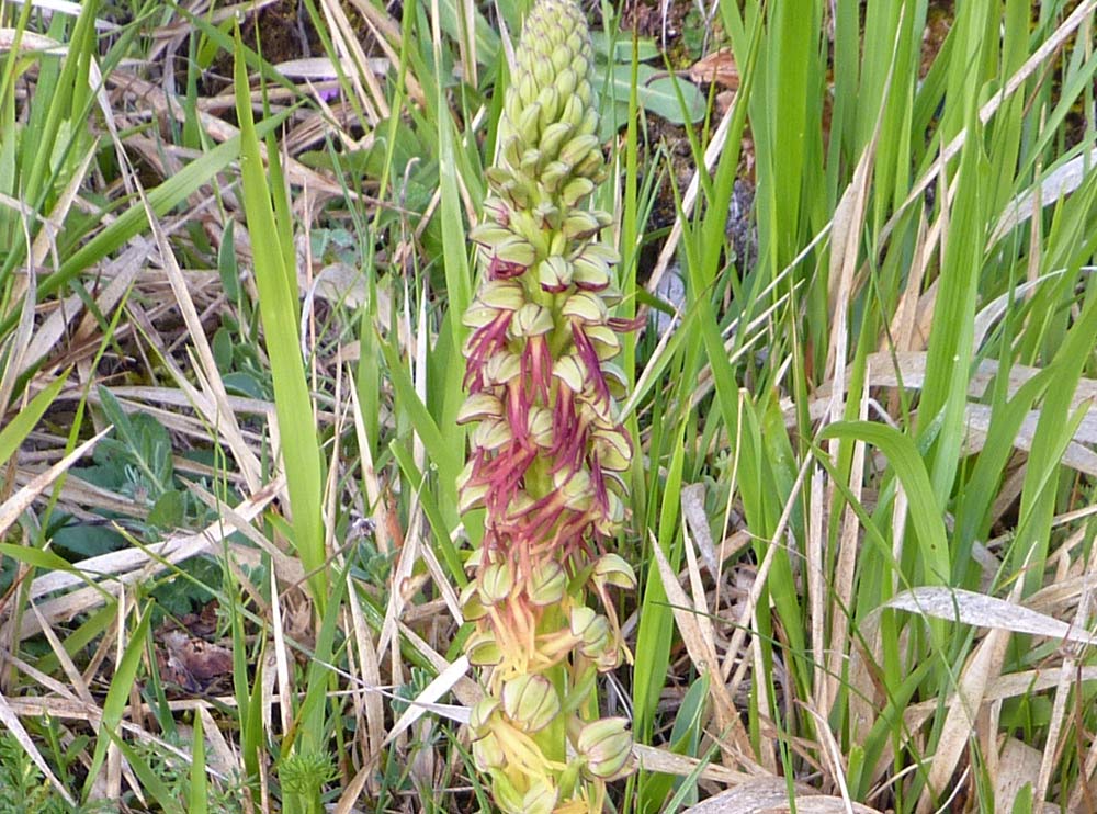  un''orchidea? (Orchis anthropophora)