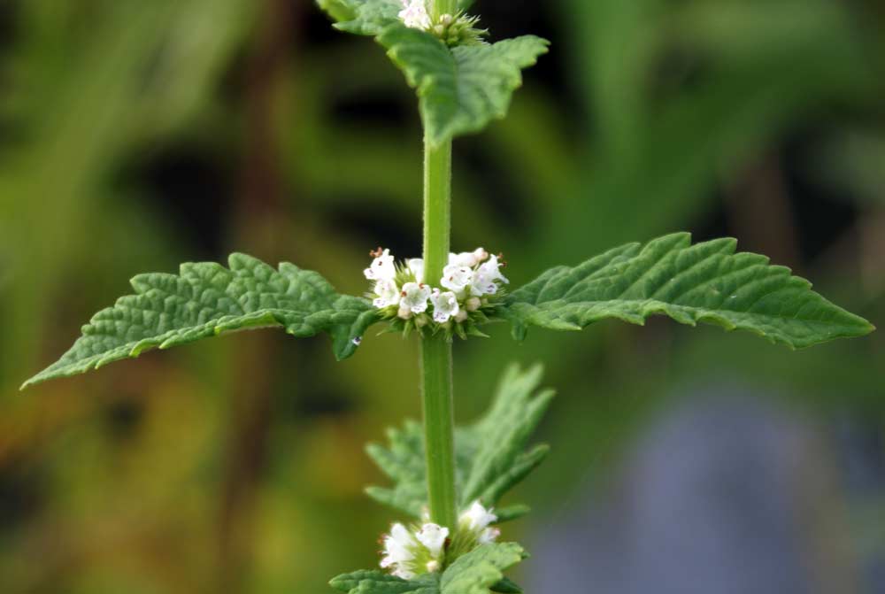 Lycopus europaeus / Erba sega comune