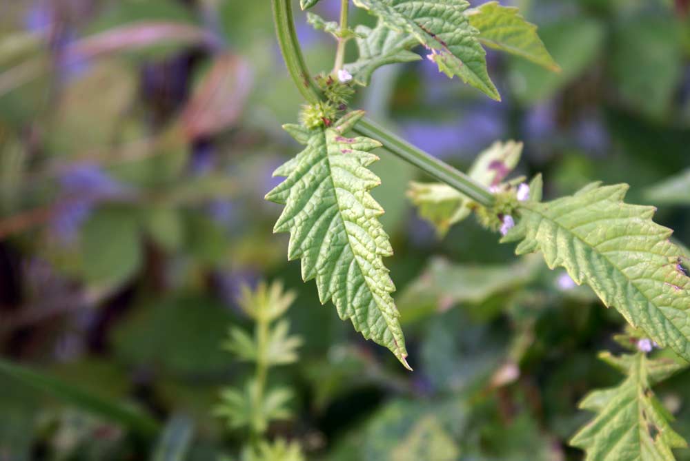 Lycopus europaeus / Erba sega comune