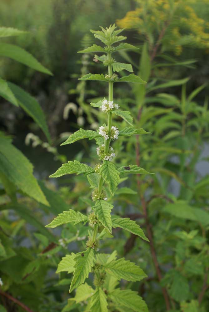 Lycopus europaeus / Erba sega comune