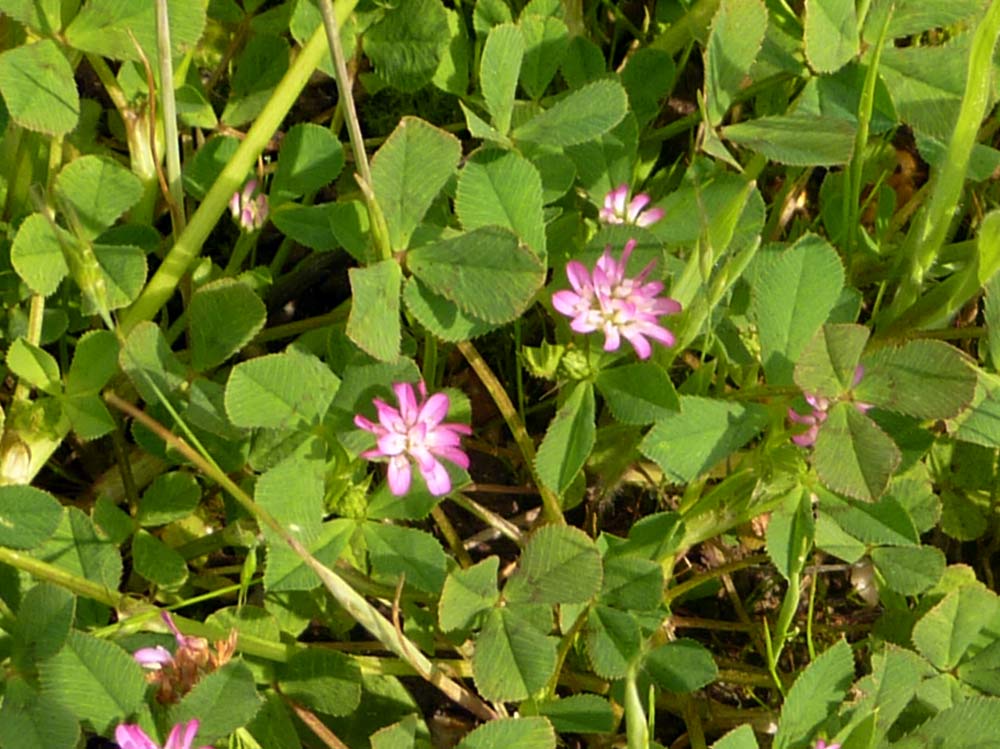 Trifolium resupinatum