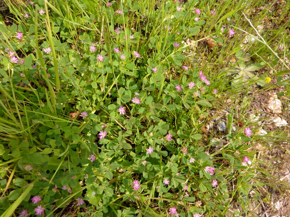 Trifolium resupinatum