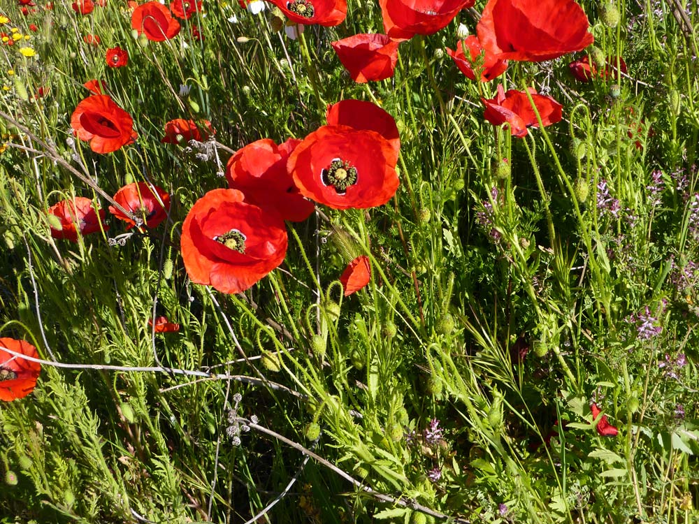 Papavero in Meseta (Spagna) - Papaver rhoeas