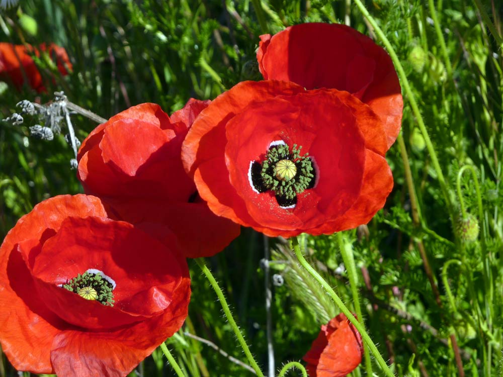 Papavero in Meseta (Spagna) - Papaver rhoeas