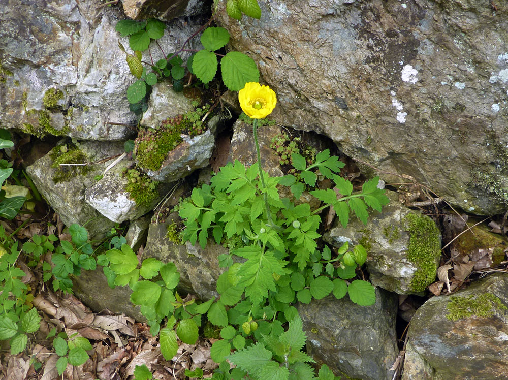 Meconopsis cambrica