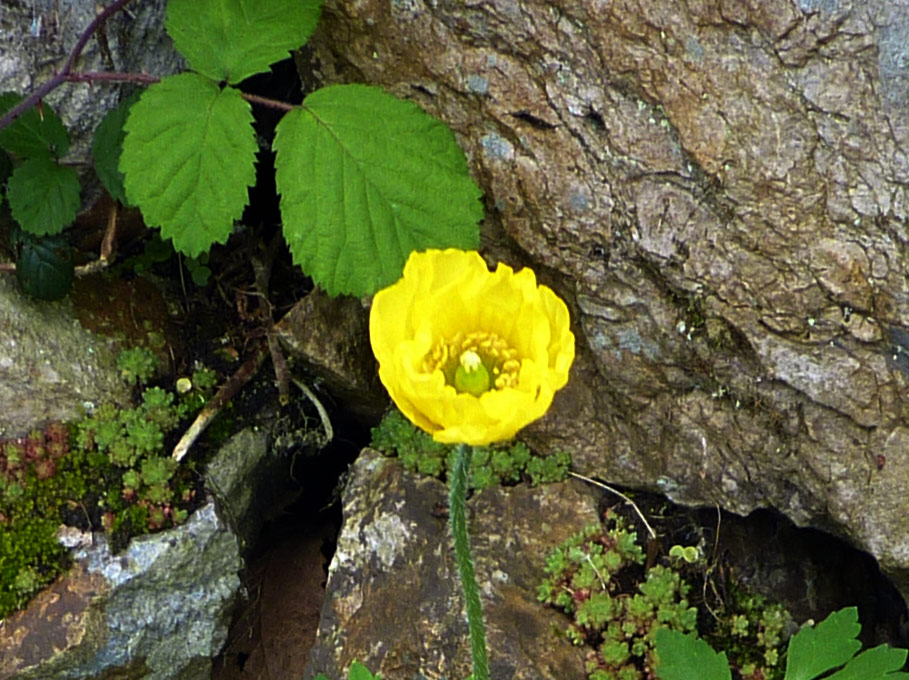 Meconopsis cambrica