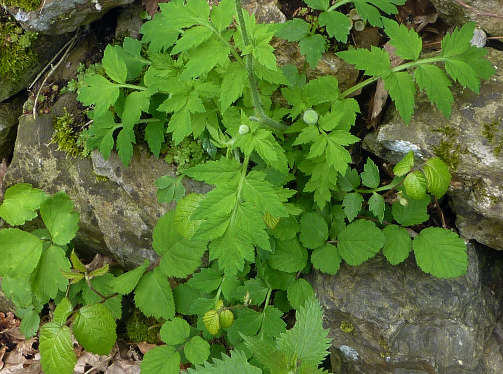 Meconopsis cambrica