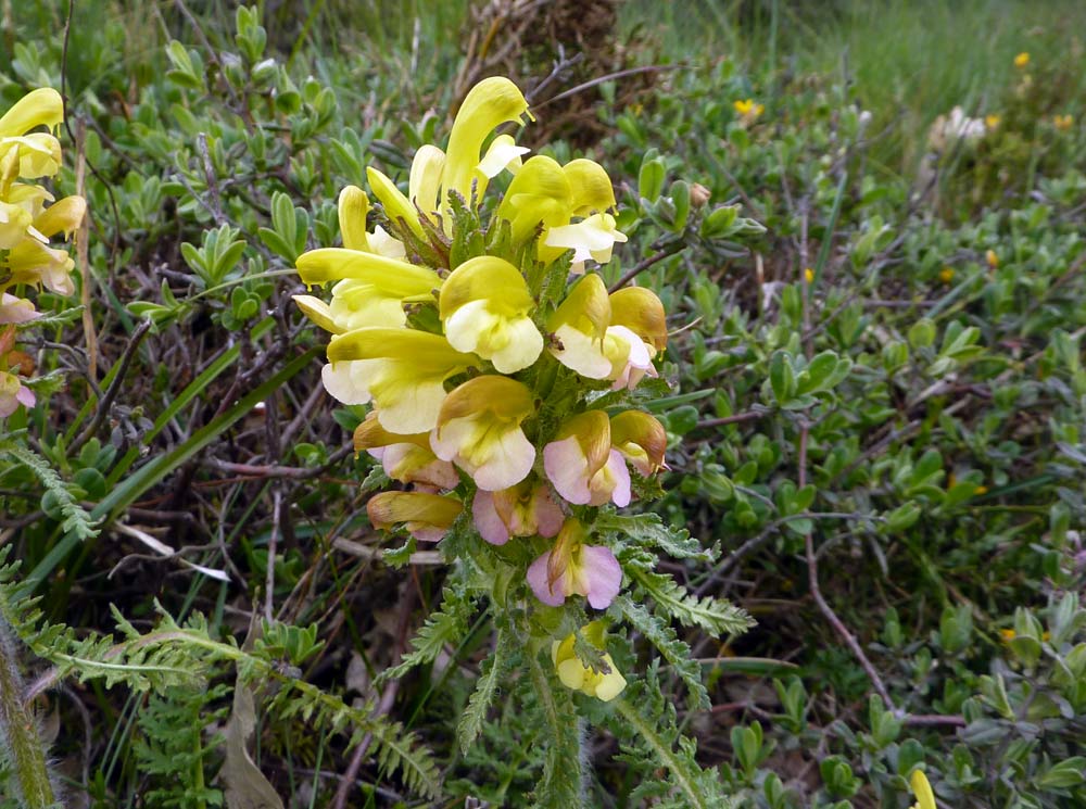 Pedicularis?