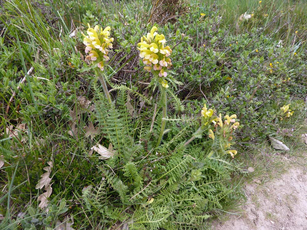 Pedicularis?