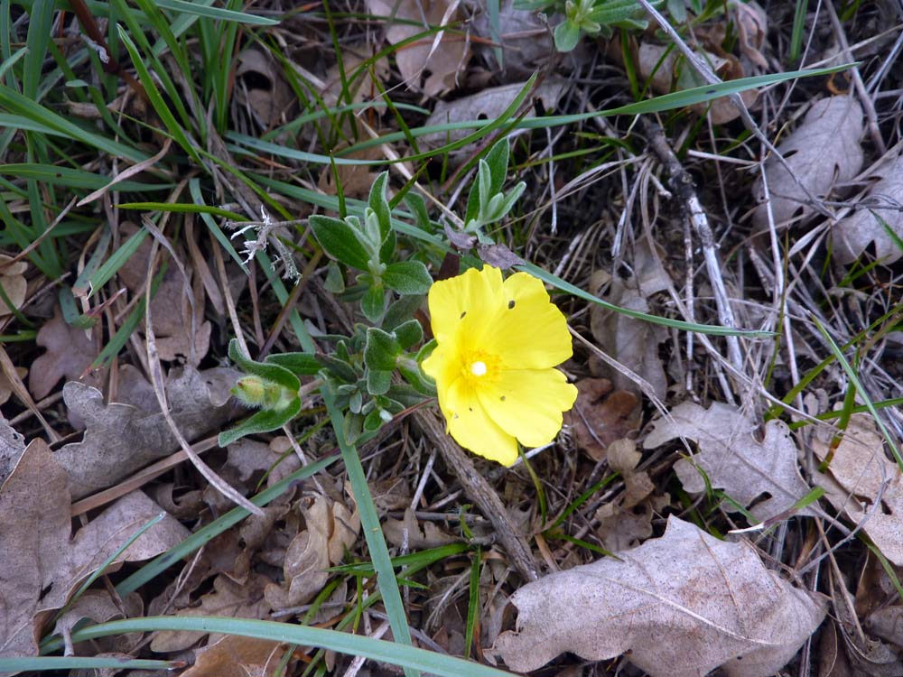 Potentilla?