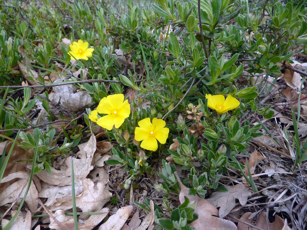 Potentilla?