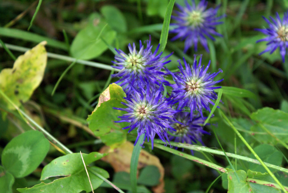 Phyteuma scheuchzeri