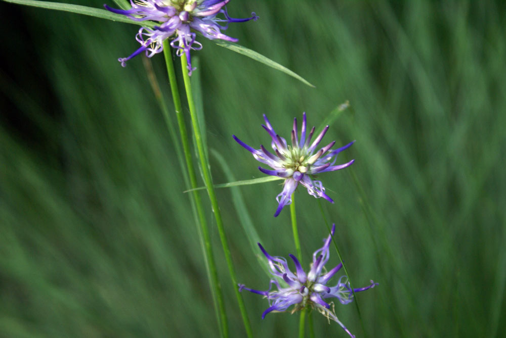 Phyteuma scheuchzeri