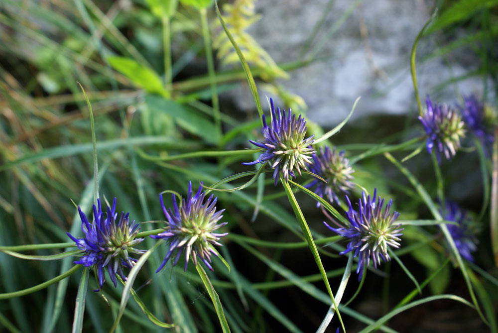 Phyteuma scheuchzeri