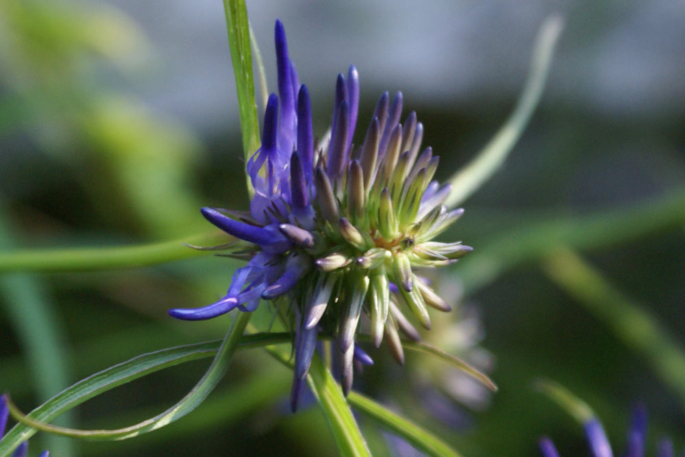 Phyteuma scheuchzeri