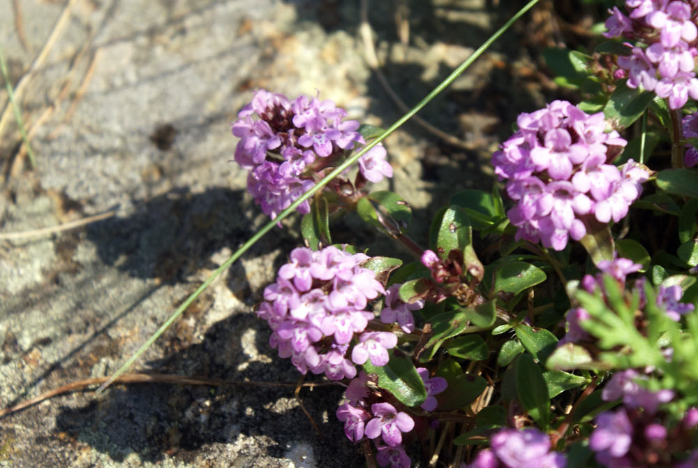 thymus pulegioides ?