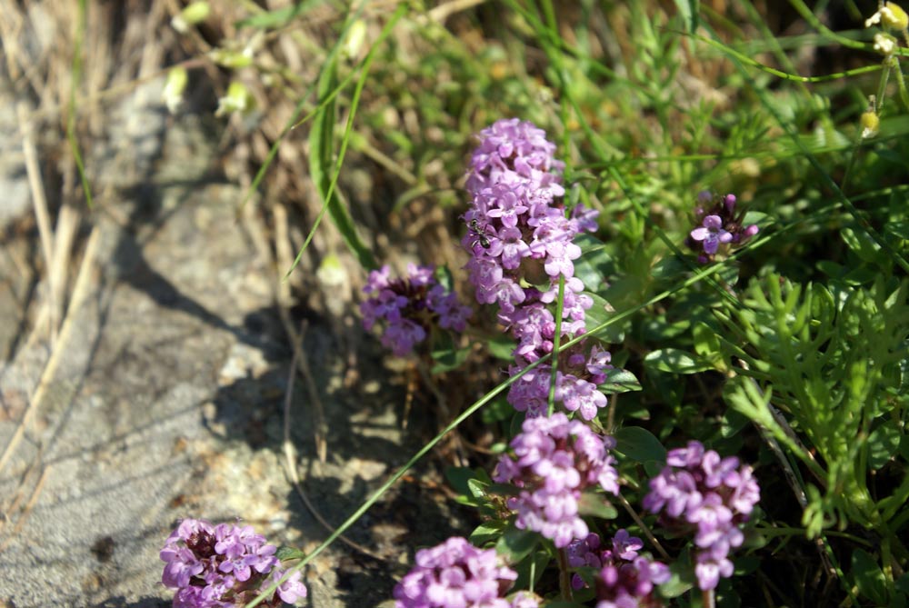 thymus pulegioides ?