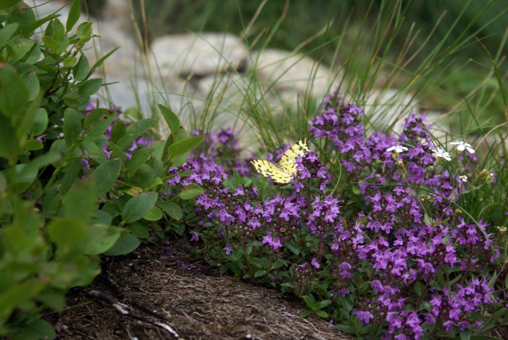 thymus pulegioides ?